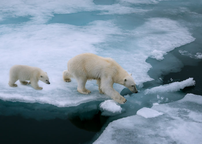Osos polares caminando sobre una placa de hielo polar reducida por el efecto invernadero